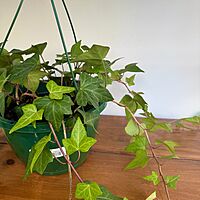 Ivy - Assorted (Hedera helix - Assorted) - 8" Pot HB