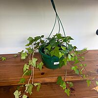 Ivy - Assorted (Hedera helix - Assorted) - 8" Pot HB