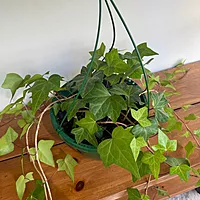 Ivy - Assorted (Hedera helix - Assorted) - 8" Pot HB