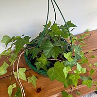 Ivy - Assorted (Hedera helix - Assorted) - 8" Pot HB