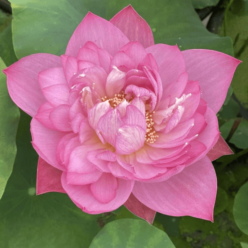 Lotus - Holy Fire Lotus (Nelumbo nucifera Shenghuo) - Tub