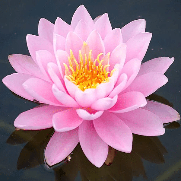 Hardy Water Lily Pink 'Peter Slocum' (Nymphaea 'PeterSlocum') - 8" Pot