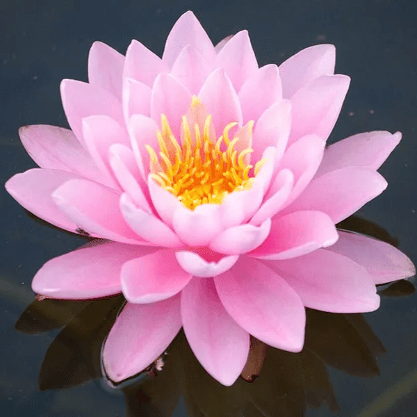 Hardy Water Lily Pink 'Peter Slocum' (Nymphaea 'PeterSlocum') - 8" Pot