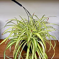 Spider Plant (Chlorophytum comosum) - 10" Pot HB