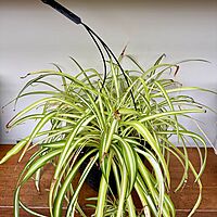 Spider Plant (Chlorophytum comosum) - 10" Pot HB