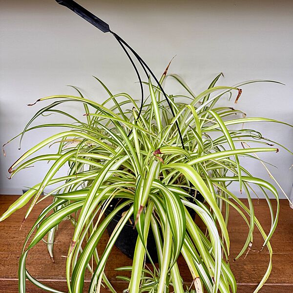 Spider Plant (Chlorophytum comosum) - 10" Pot HB