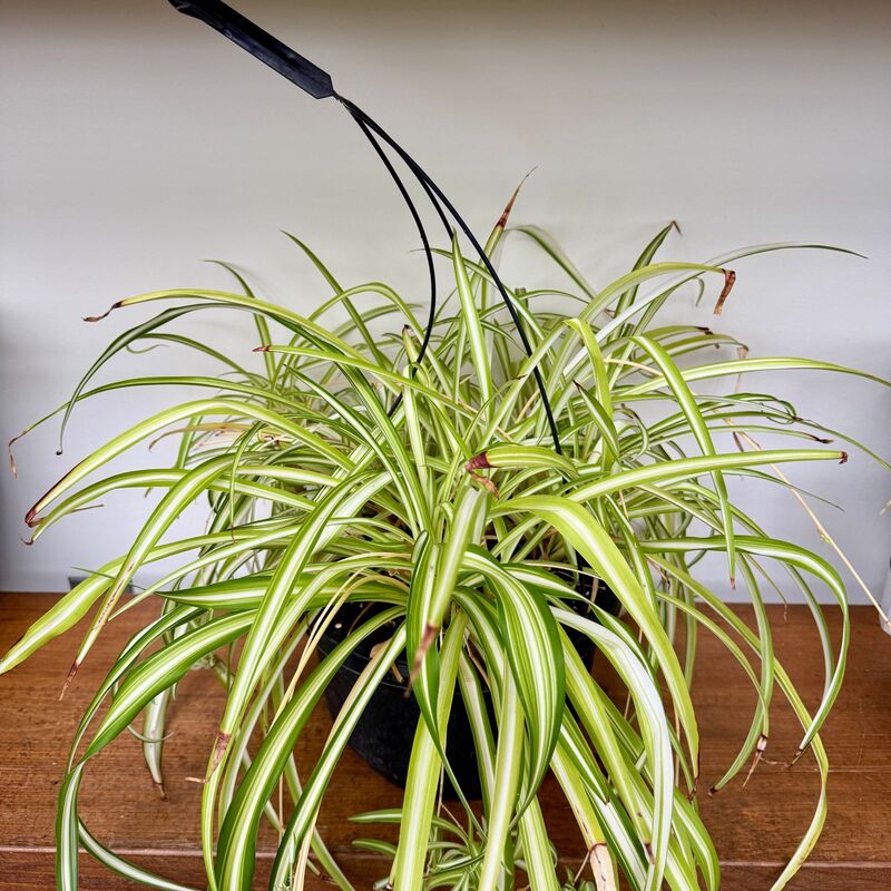Spider Plant (Chlorophytum comosum) - 10" Pot HB