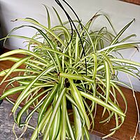 Spider Plant (Chlorophytum comosum) - 10" Pot HB