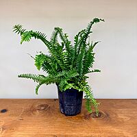 Nephrolepis obliterata (Kimberly Queen Fern) - 6" Pot