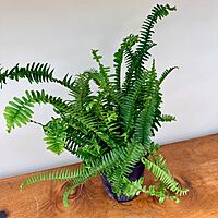 Nephrolepis obliterata (Kimberly Queen Fern) - 6" Pot