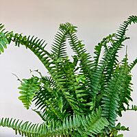 Nephrolepis obliterata (Kimberly Queen Fern) - 6" Pot