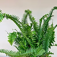 Nephrolepis obliterata (Kimberly Queen Fern) - 6" Pot
