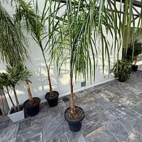Queen Palm (Arecastrum romanzoffianum) - 20" Pot