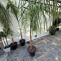 Queen Palm (Arecastrum romanzoffianum) - 20" Pot