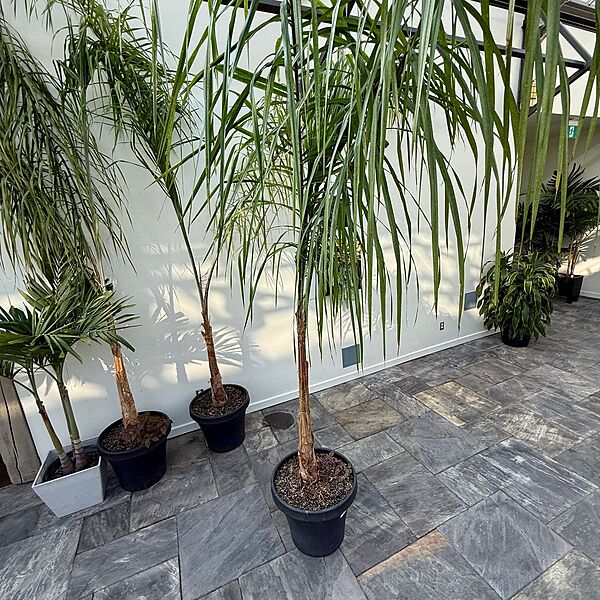 Queen Palm (Arecastrum romanzoffianum) - 20" Pot