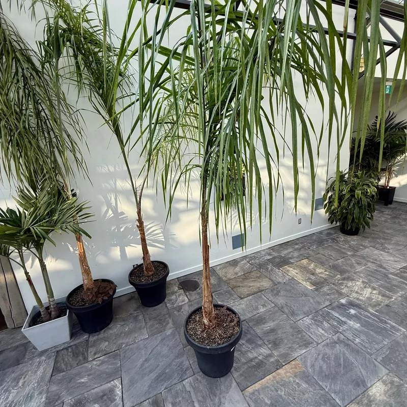 Queen Palm (Arecastrum romanzoffianum) - 20" Pot