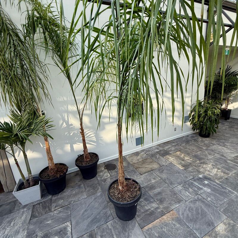 Queen Palm (Arecastrum romanzoffianum) - 20" Pot