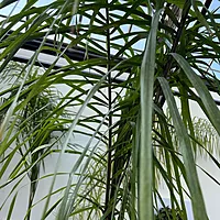 Queen Palm (Arecastrum romanzoffianum) - 20" Pot