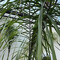 Queen Palm (Arecastrum romanzoffianum) - 20" Pot