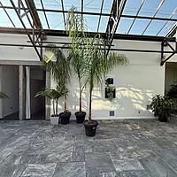 Queen Palm (Arecastrum romanzoffianum) - 20" Pot