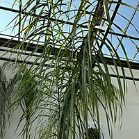 Queen Palm (Arecastrum romanzoffianum) - 20" Pot