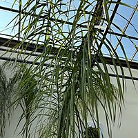 Queen Palm (Arecastrum romanzoffianum) - 20" Pot