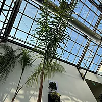 Queen Palm (Arecastrum romanzoffianum) - 20" Pot