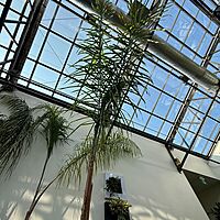 Queen Palm (Arecastrum romanzoffianum) - 20" Pot