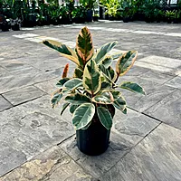 Ficus elastica 'Tineke' (Tineke Rubber Plant) - 10" Pot - Bush