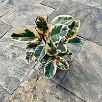 Ficus elastica 'Tineke' (Tineke Rubber Plant) - 10" Pot - Bush