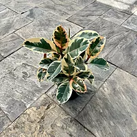 Ficus elastica 'Tineke' (Tineke Rubber Plant) - 10" Pot - Bush