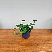 Peperomia Hope 4" Pot