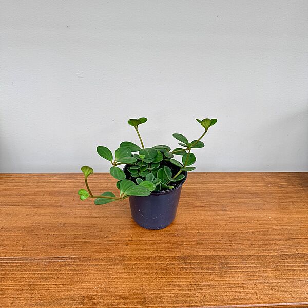 Peperomia Hope 4" Pot