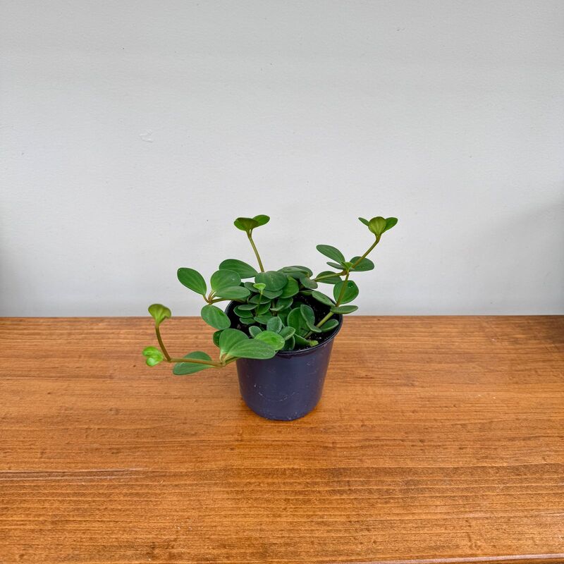 Peperomia Hope 4" Pot