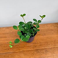Peperomia Hope 4" Pot