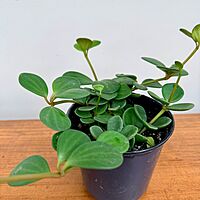 Peperomia Hope 4" Pot