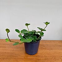 Peperomia Hope 4" Pot