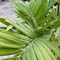 Christmas Palm (Adonidia merrillii) - 14" Pot - 3ppp