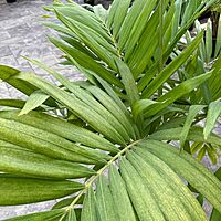 Christmas Palm (Adonidia merrillii) - 14" Pot - 3ppp