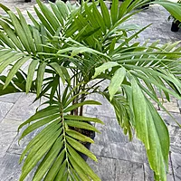 Christmas Palm (Adonidia merrillii) - 14" Pot - 3ppp