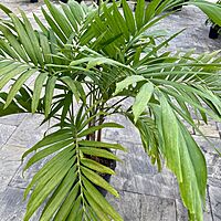 Christmas Palm (Adonidia merrillii) - 14" Pot - 3ppp