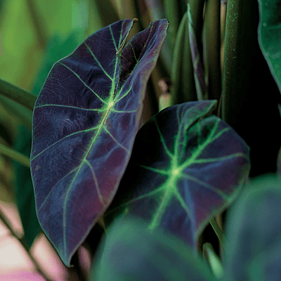 Imperial Taro (Colocasia esculenta var.antiquorum) - 10" Bulb Pot