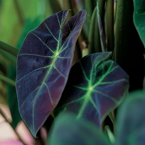 Imperial Taro (Colocasia esculenta var.antiquorum) - 10" Bulb Pot