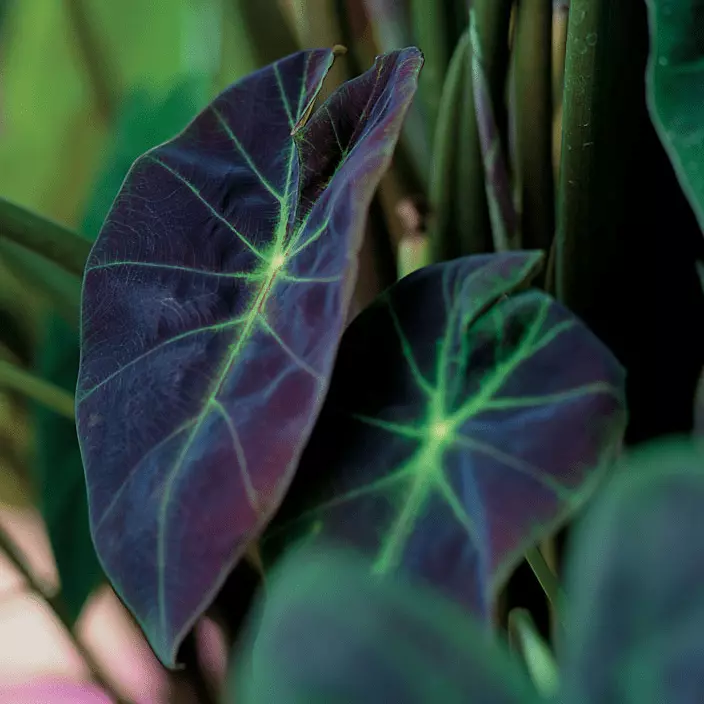 Imperial Taro (Colocasia esculenta var.antiquorum) - 10" Bulb Pot