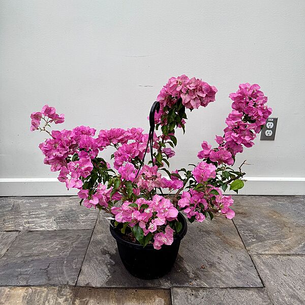 Bougainvillea 'Magenta' (Bougainvillea sp. 'Magenta') - 10" Pot
