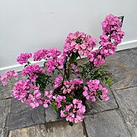 Bougainvillea 'Magenta' (Bougainvillea sp. 'Magenta') - 10" Pot