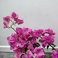Bougainvillea 'Magenta' (Bougainvillea sp. 'Magenta') - 10" Pot