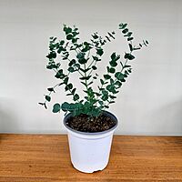 Glacier Eucalyptus (Eucalyptus 'Glacier') - 6" Pot