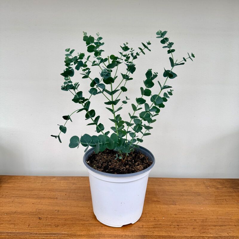Glacier Eucalyptus (Eucalyptus 'Glacier') - 6" Pot