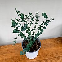 Glacier Eucalyptus (Eucalyptus 'Glacier') - 6" Pot